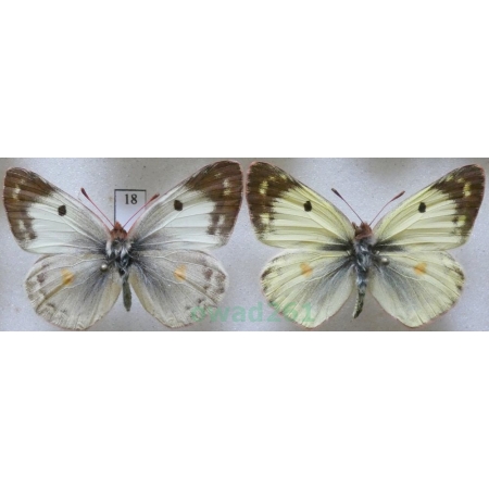 Colias hyale (Linnaeus, 1758) pair Szlaczkoń siarecznik Czech18